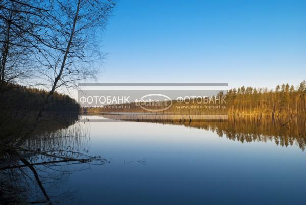 Россия. Псковская область. Озеро Верято. Лес / Природа / реки и озера