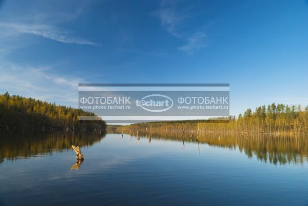 Россия. Псковская область. Озеро Верято. Затопленный лес / Природа / реки и озера