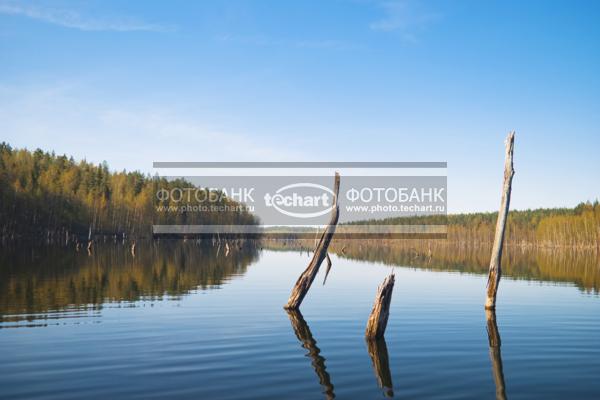 Россия. Псковская область. Озеро Верято. Затопленный лес / Природа / реки и озера