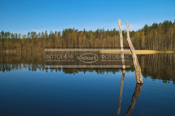 Россия. Псковская область. Озеро Верято. Затопленный лес / Природа / реки и озера