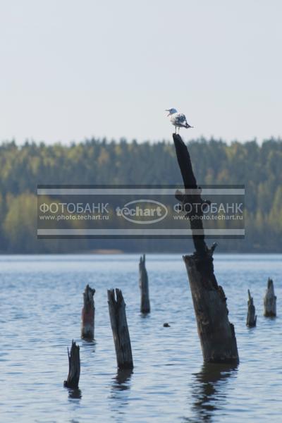 Россия. Псковская область. Озеро Верято. Затопленный лес / Природа / реки и озера
