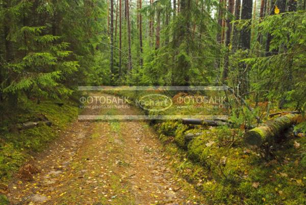 Россия. Псковская область. Дорога в лесу / Природа / леса и поля