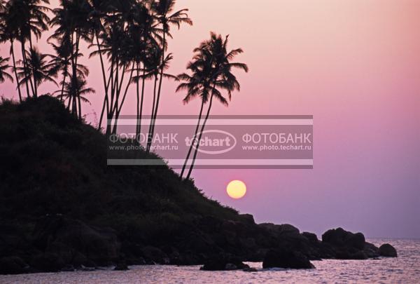 Индия. Гоа. Палолем. Пальмы на закате / Природа / закаты и рассветы