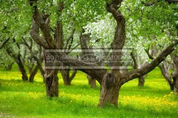 Цветущие деревья в саду / Природа / весенний пейзаж