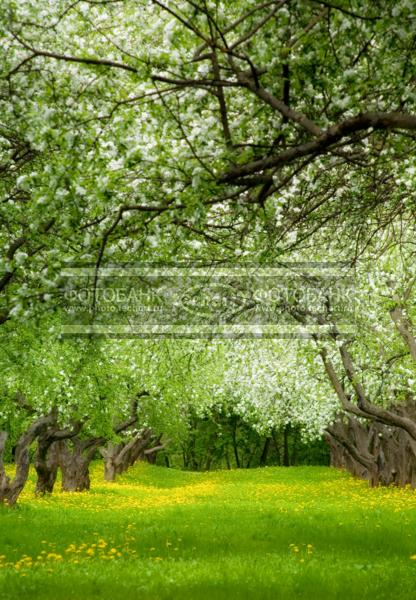 Цветущие деревья в саду / Природа / весенний пейзаж