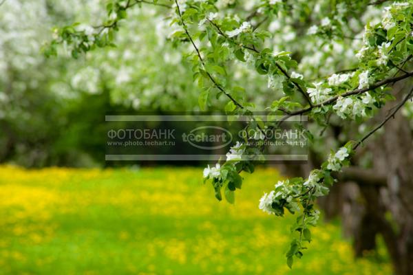 Цветущее дерево, весна / Природа / весенний пейзаж