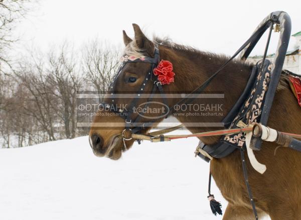 Лошадь в упряжке / Животные / домашние животные