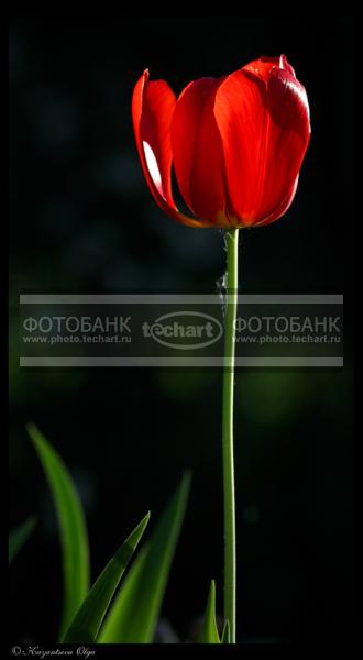Красный тюльпан / Растения / цветы