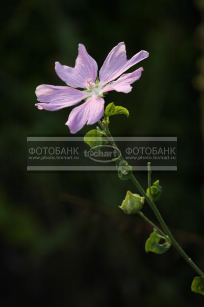 Розовый цветок / Растения / цветы