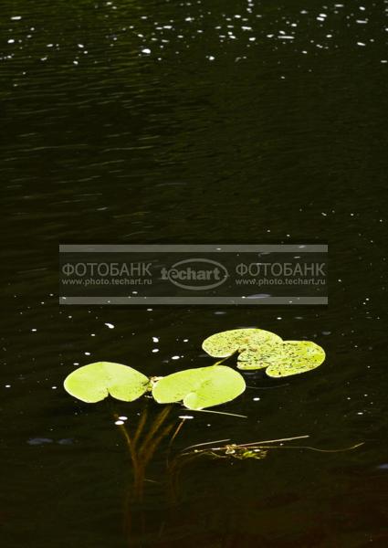 Река. Кувшинки / Природа / реки и озера