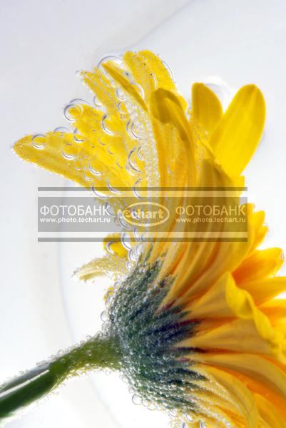 Герберы в воде / Растения / цветы