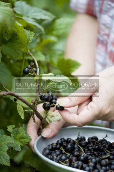 Сбор черной смородины / Растения / грибы, ягоды, плоды