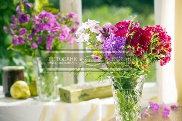 Флоксы в вазе / Растения / цветы