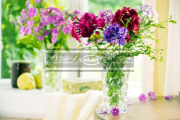 Флоксы в вазе / Растения / цветы