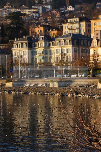 Европа. Швейцария. Лозанна. Женевское озеро. Птицы на воде. Вечерний вид / Город, архитектура / городской пейзаж