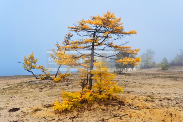 Природа России. Байкал. Осень. Остров Ольхон. Бухта Песчанка / Природа / осенний пейзаж