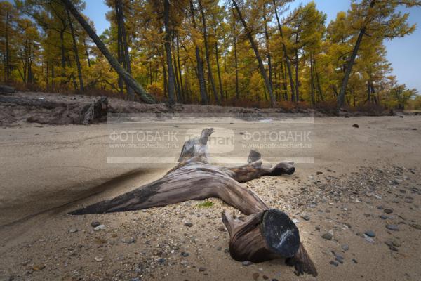 Природа России. Байкал. Осень. Остров Ольхон. Бухта Песчанка / Природа / осенний пейзаж