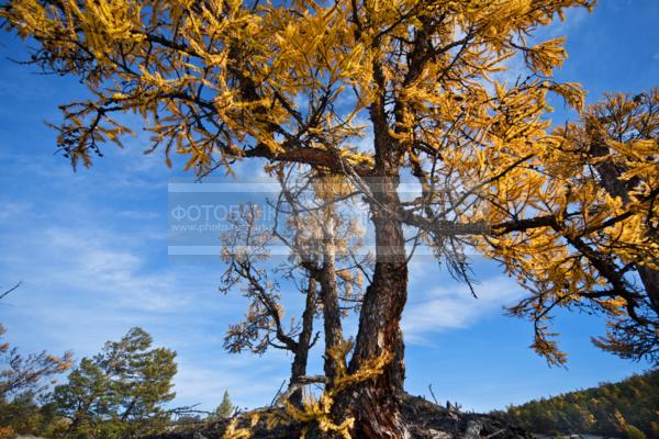 Природа России. Байкал. Осень. Остров Ольхон. Бухта Песчанка / Природа / осенний пейзаж