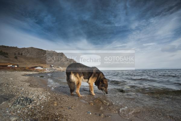 Природа России. Байкал. Остров Ольхон. Собака, пьющая воду / Животные / домашние животные