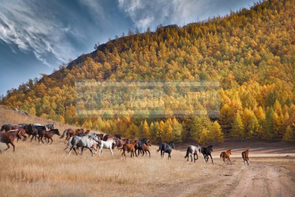 Природа России. Байкал. Осень. Остров Ольхон. Табун лошадей / Животные / домашние животные