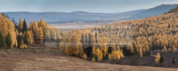 Природа России. Байкал. Осень. Тайга в Иркутской области осень / Природа / осенний пейзаж