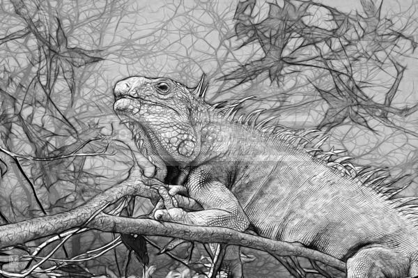 Графика. Игуана / Арт / Графика