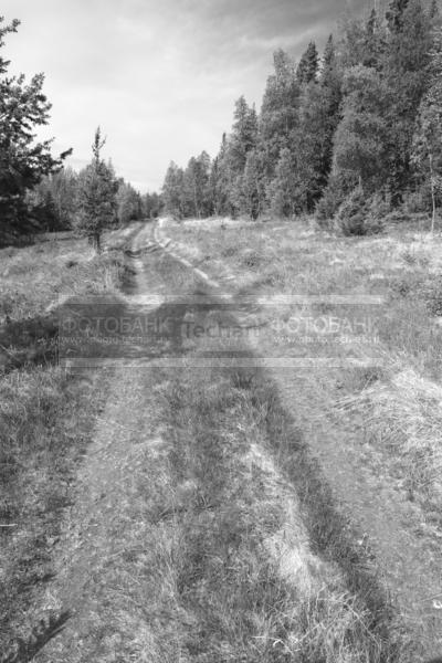 Россия. Соловецкие острова. Соловки. Дорога в лесу / Природа / леса и поля