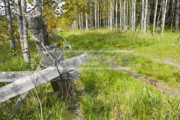 Россия. Соловецкие острова. Соловки. Дорога в лесу / Природа / леса и поля