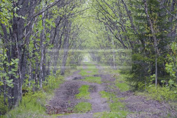 Россия. Соловецкие острова. Соловки. Дорога в лесу / Природа / леса и поля