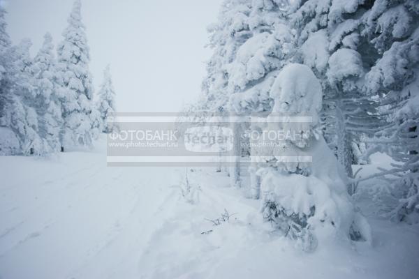 Россия. Челябинская область. Горы Таганай. Зима. Снег. Лес / Природа / зимний пейзаж