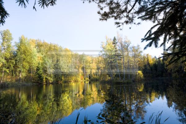 Озеро. Лес. Деревья / Природа / реки и озера