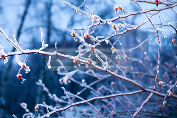 Зима. Ветки во льду. Лед. Снег. Деревья. Ягоды / Природа / зимний пейзаж