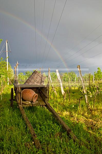 Грузия. Алазанская долина.  / Природа / летний пейзаж