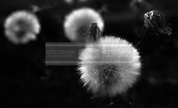 Одуванчики.  / Город, архитектура / фрагменты и детали