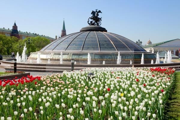 Москва. Манежная площадь. Цветы.  / Город, архитектура / городской пейзаж