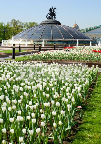 Москва. Манежная площадь. Цветы.  / Город, архитектура / городской пейзаж