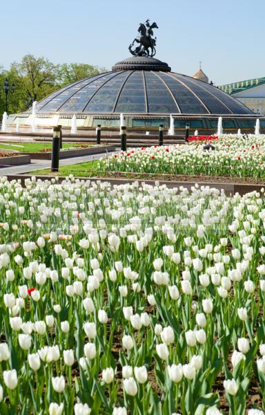 Москва. Манежная площадь. Цветы.  / Город, архитектура / городской пейзаж