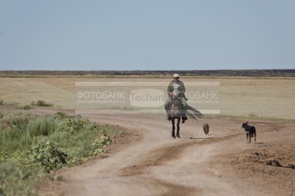 Россия. Волгоградская область. Степь недалеко от реки Волга.  / Природа / леса и поля