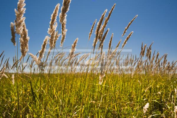 Россия. Степь. Заволжье.  / Природа / леса и поля