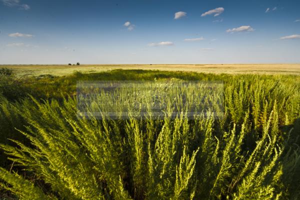 Россия. Степь. Заволжье.  / Природа / леса и поля