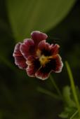 цветок анютины глазки