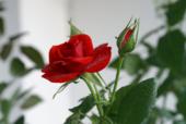 красная домашняя роза