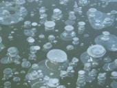 лед на воде
