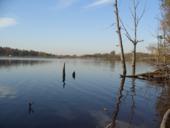 деревья в воде