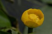 цветок кувшинки