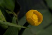 цветок кувшинки
