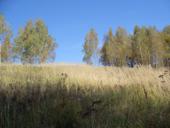 осеннее поле