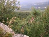 сосна на склоне горы