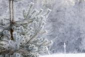 ветки ели  в кристаллах инея на фоне белых  деревьев