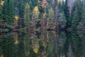Осенний лес с отражением в воде